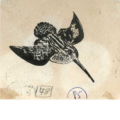 Курдов Валентин Иванович. Лот из восьми иллюстраций к повести В. Бианки, закрепленных на одном паспарту